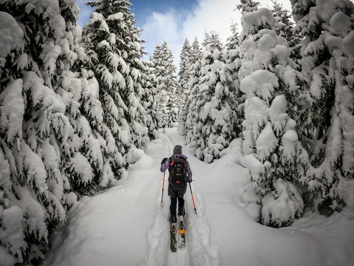 backcountry skiing through trees