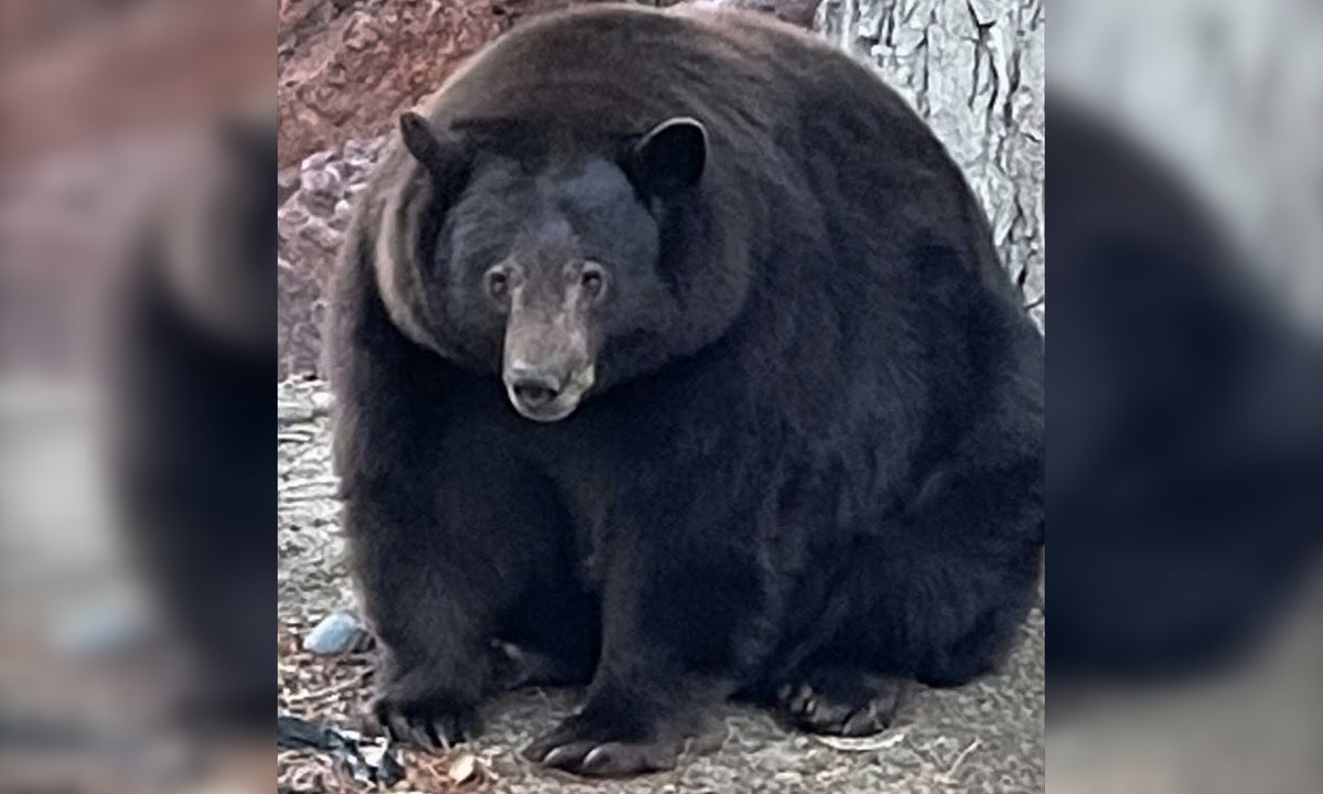 Hank the Tank, the Incredibly Round Burglar Bear, Was Framed Backpacker