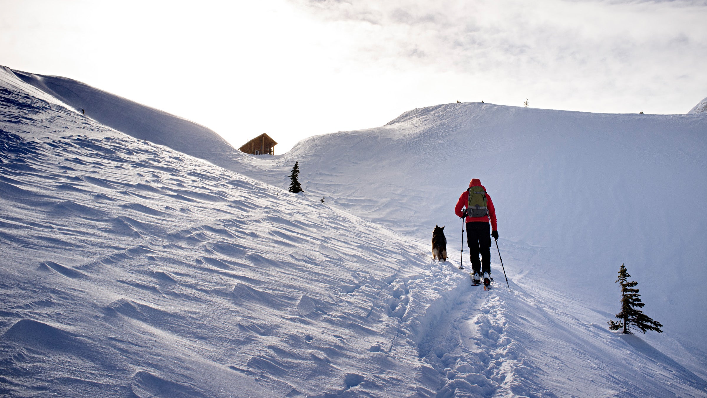 Backcountry Skiing With a Dog