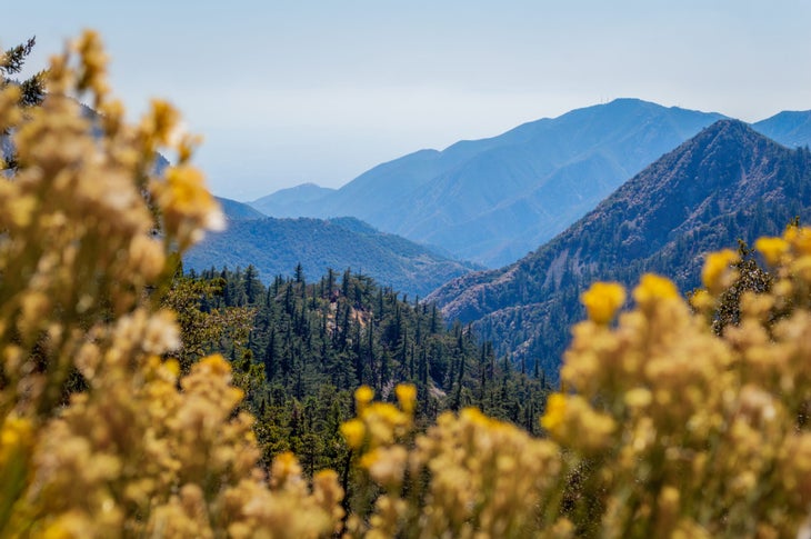 PCT in Angeles National Forest