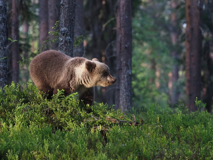 juvenile brown bear in Kainuu