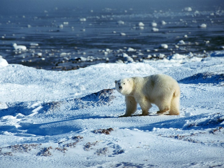 Polar Bear, Greenland