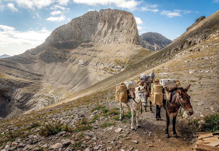 Pack animals on Mount Olympus