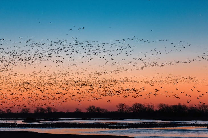 Sandhill Crane Migration