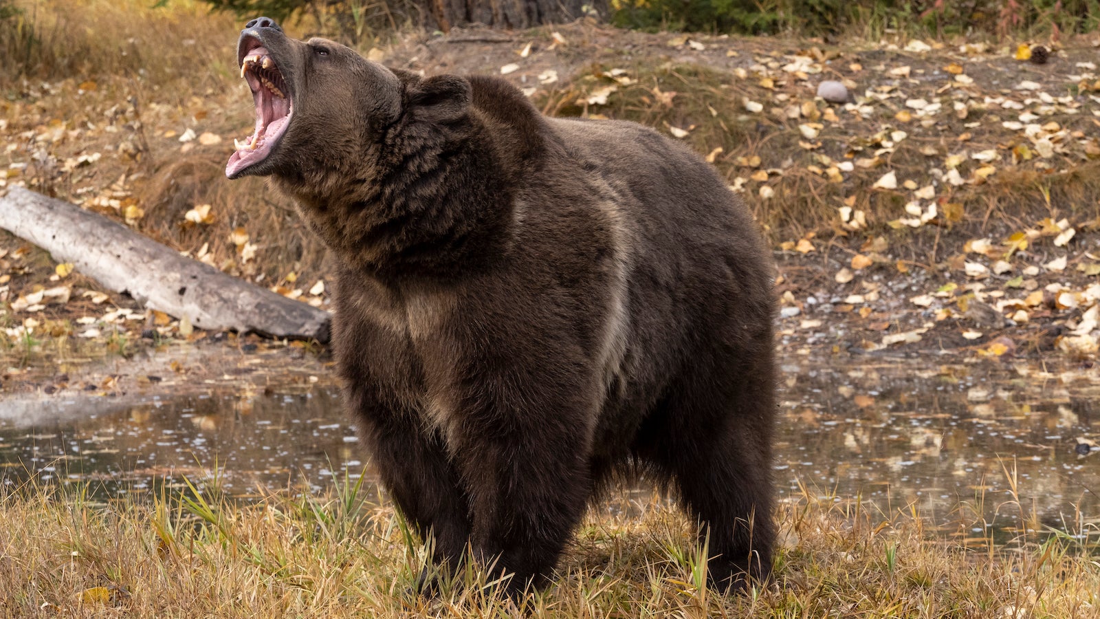 Grizzly Bear by waters edge with fall color background