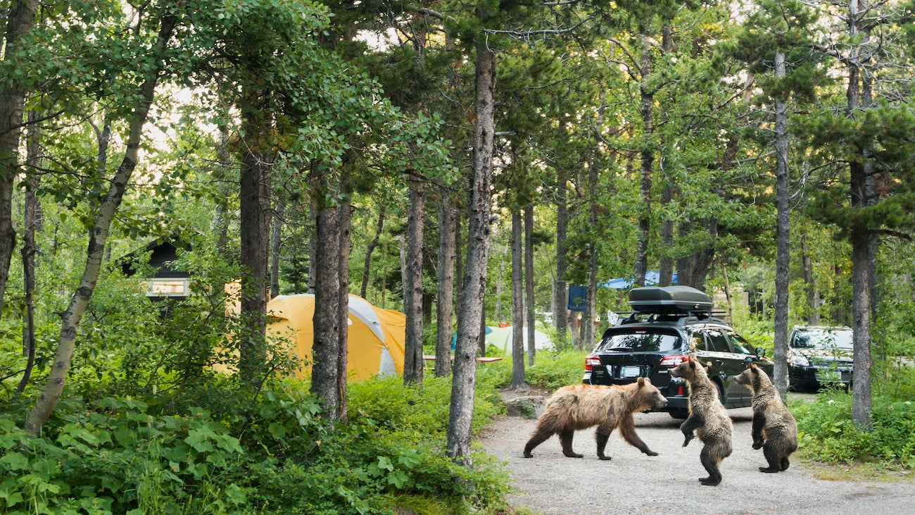 Grizzly bear family checking out campground