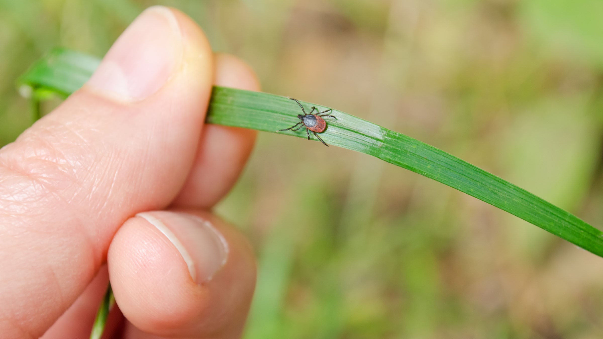 Black-legged tick
