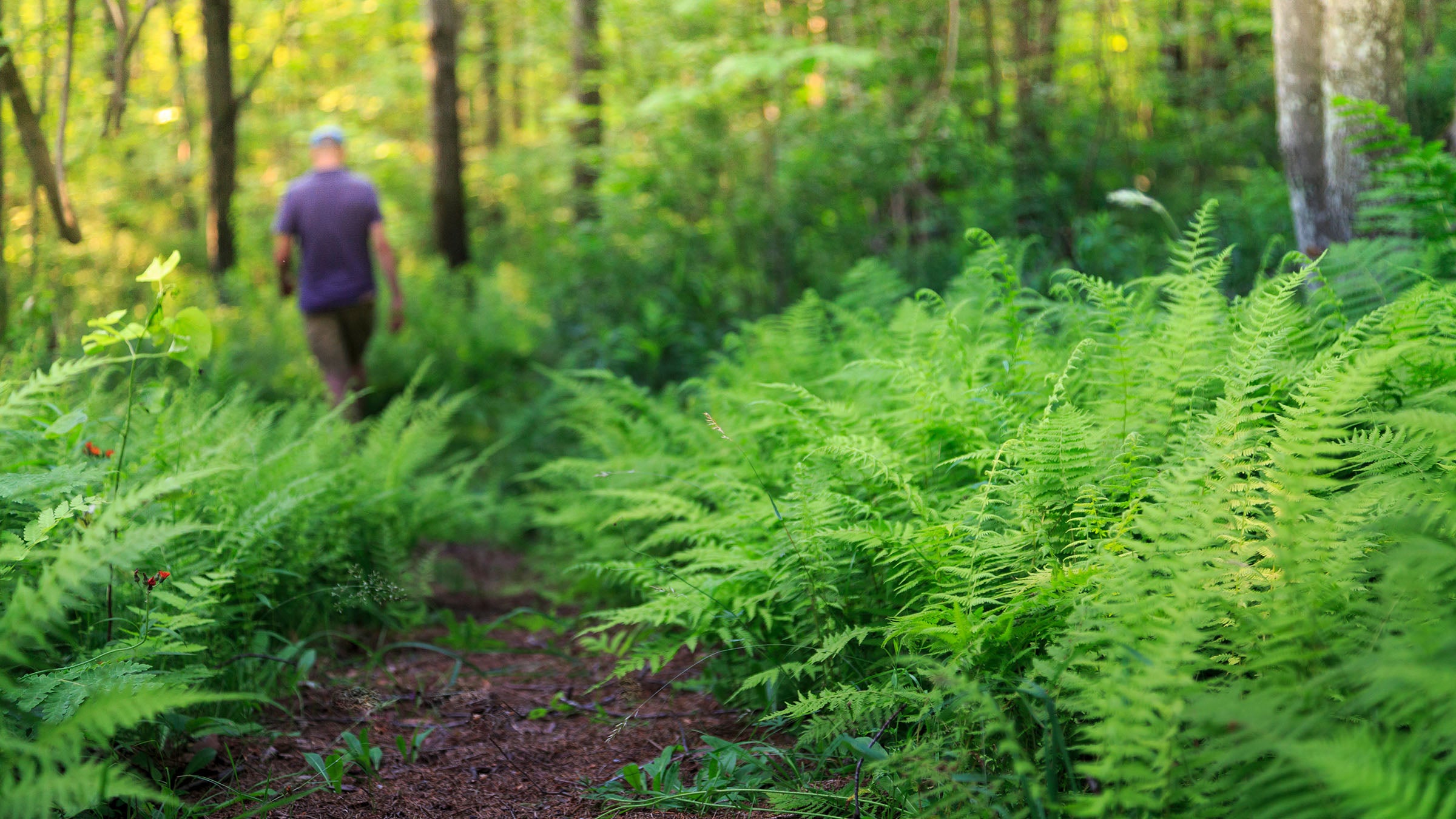 Green Mountain National Forest