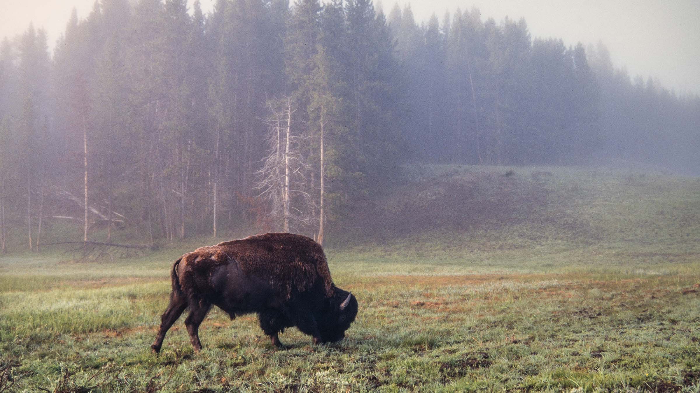Bull Bison in Fog