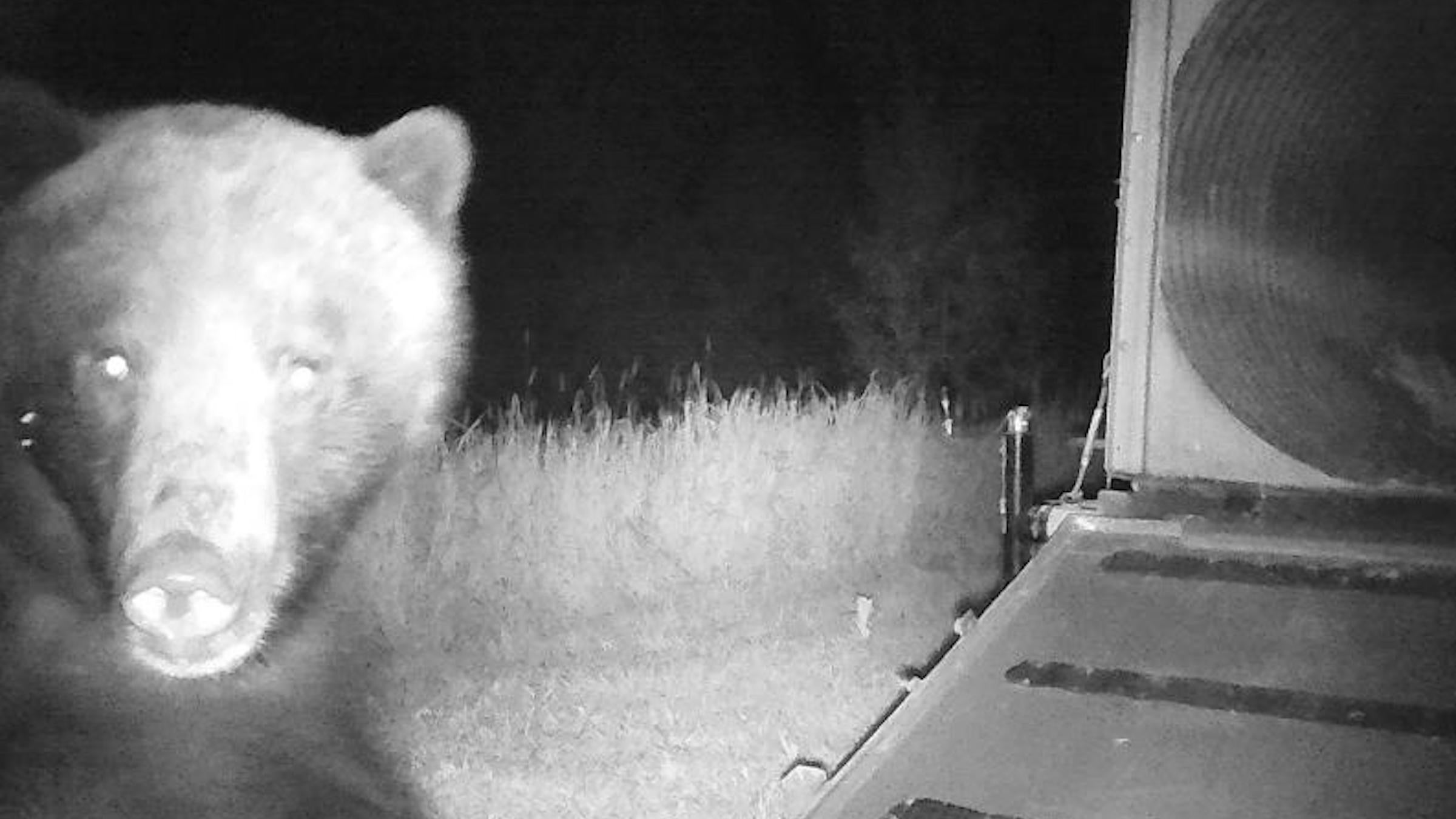 security footage of a grizzly bear near chicken coop