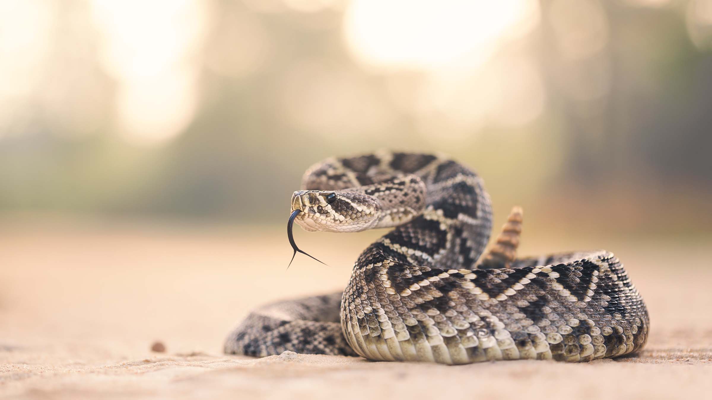 Eastern Diamondback Rattlesnake