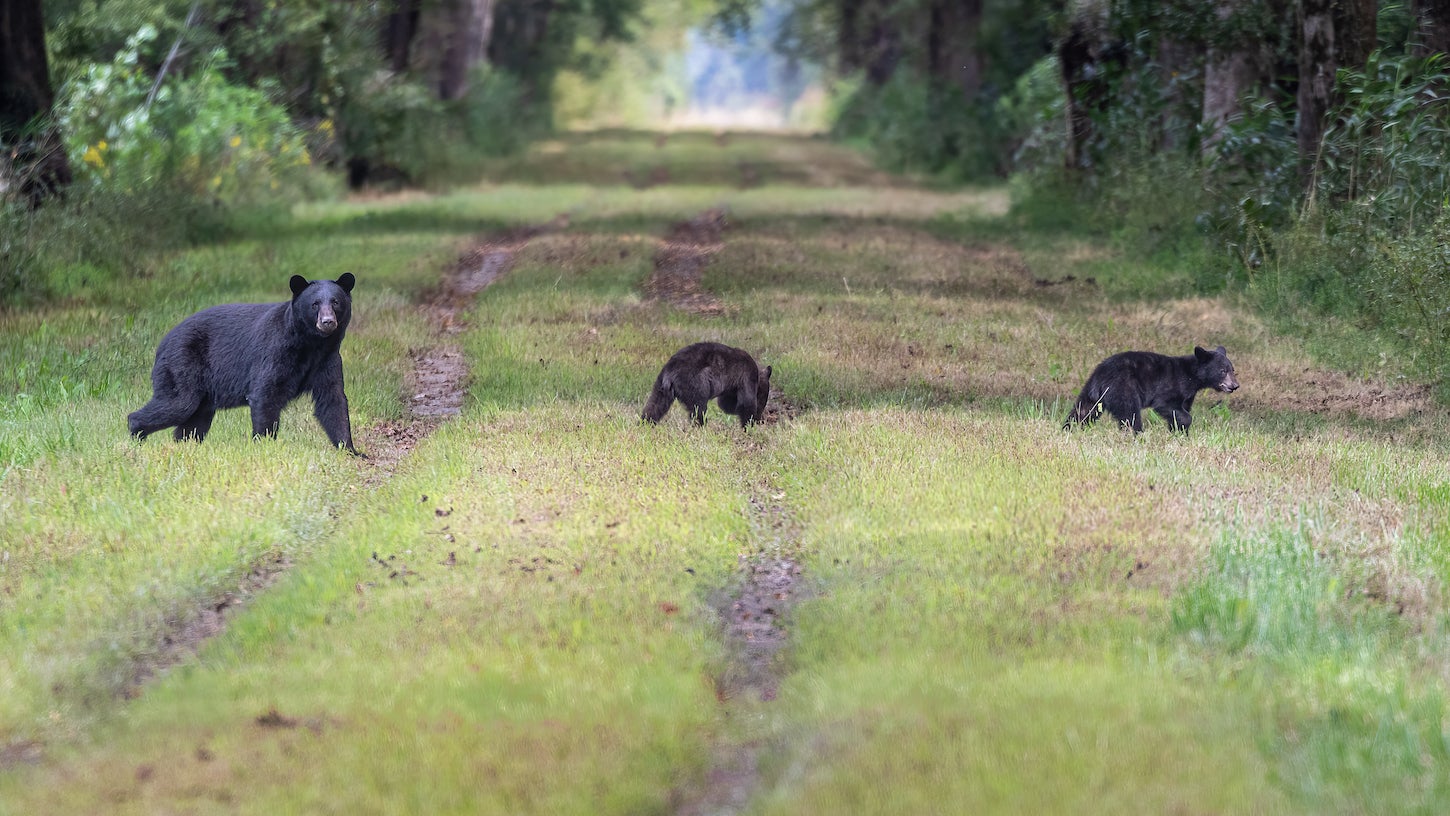 Black Bear Ohio Map bad-parallel-parking