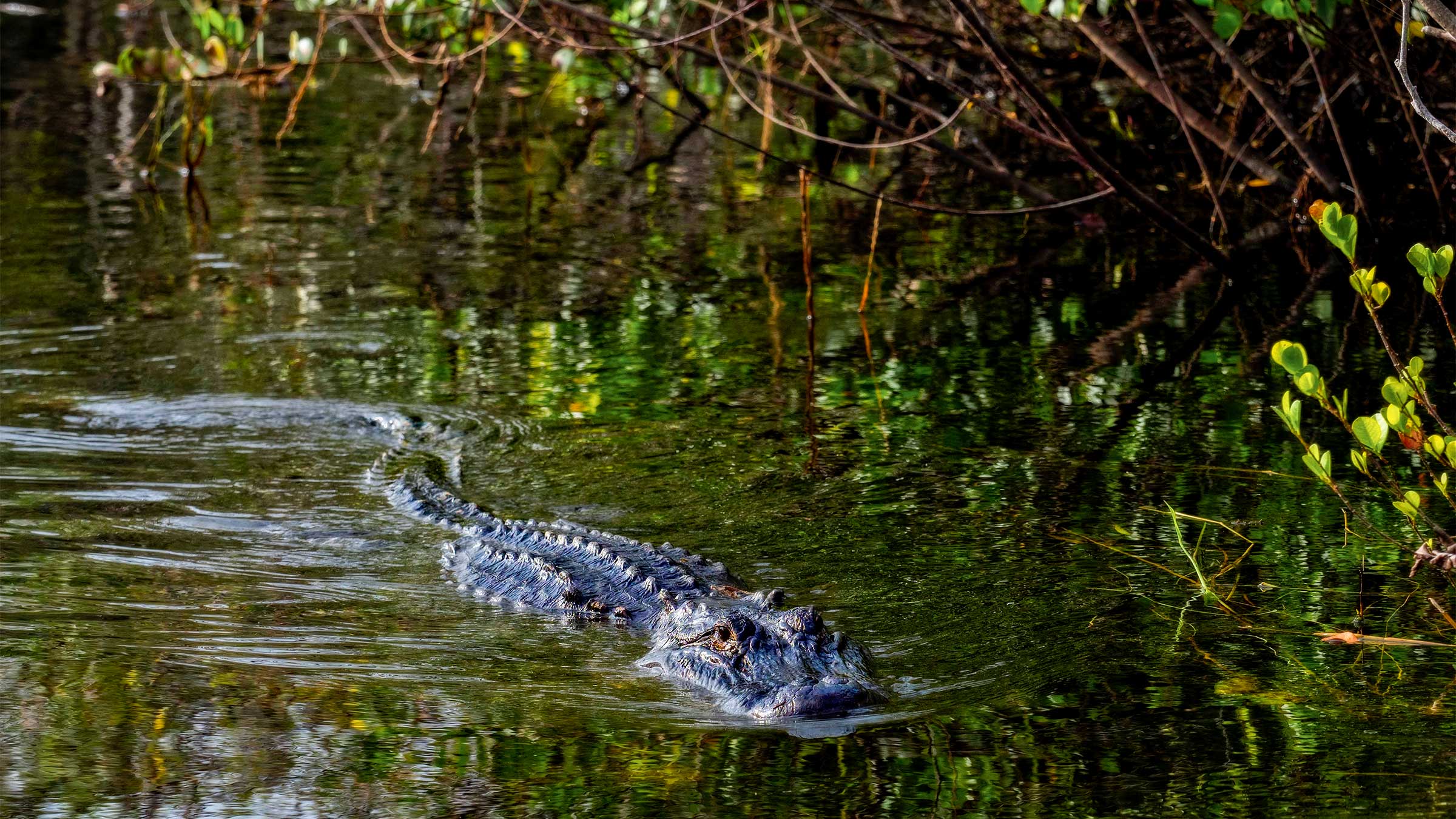 Attacked by an Alligator image