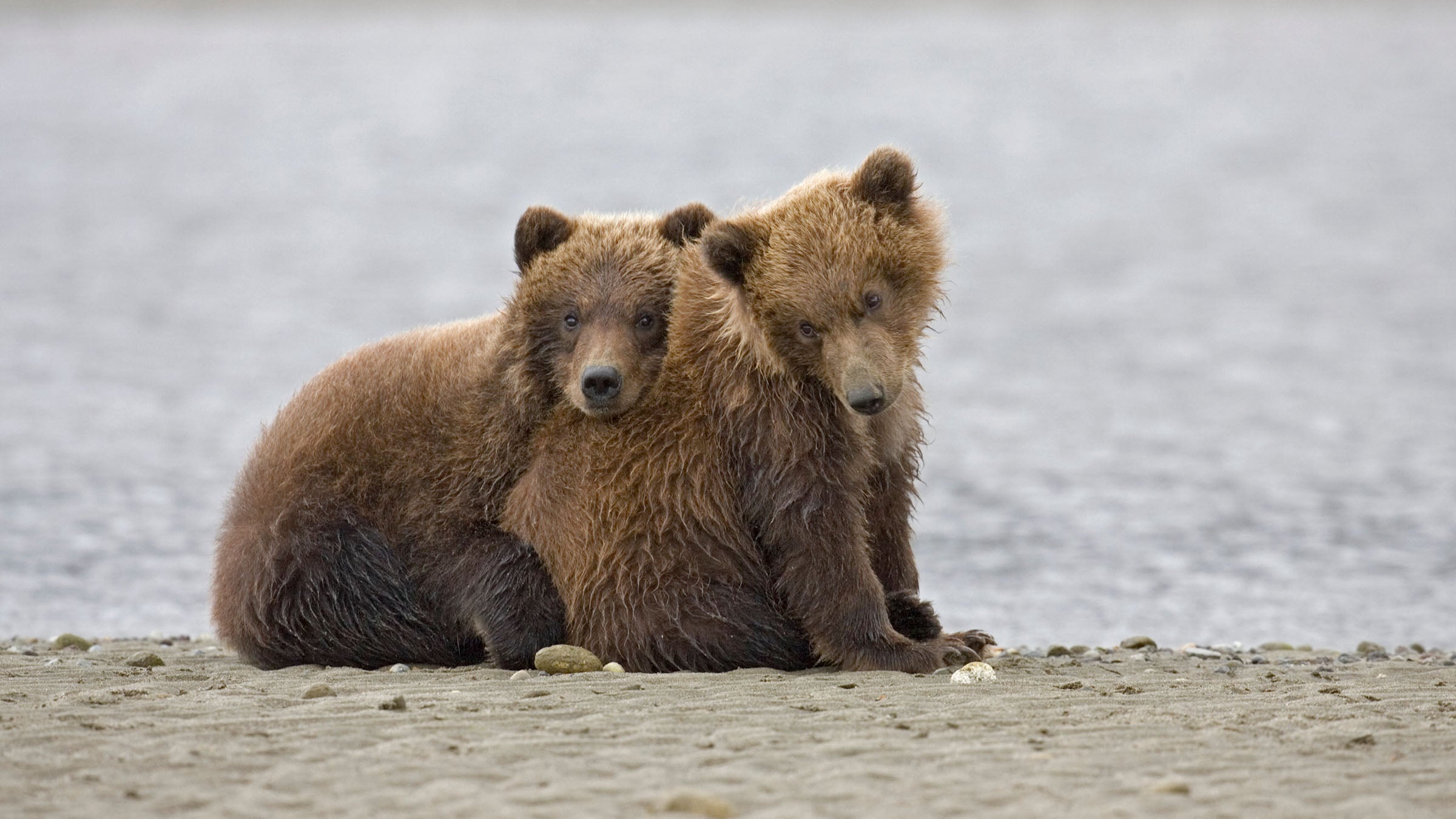 baby bears