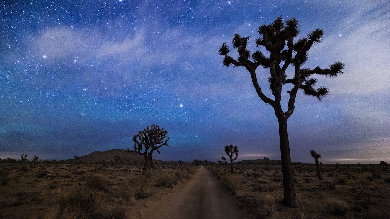joshua trees at night with stars in the sky