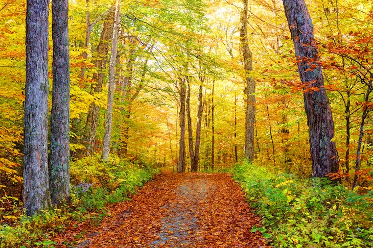 leaf-lined trail on mt. greylock in massachusetts