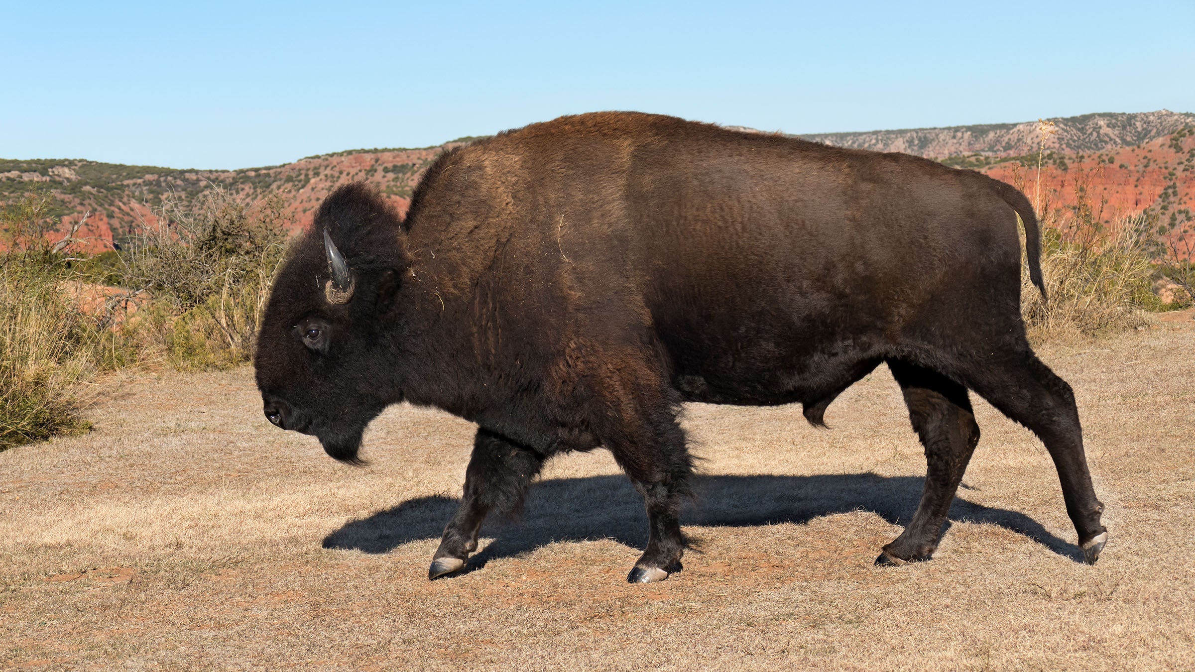 Bison