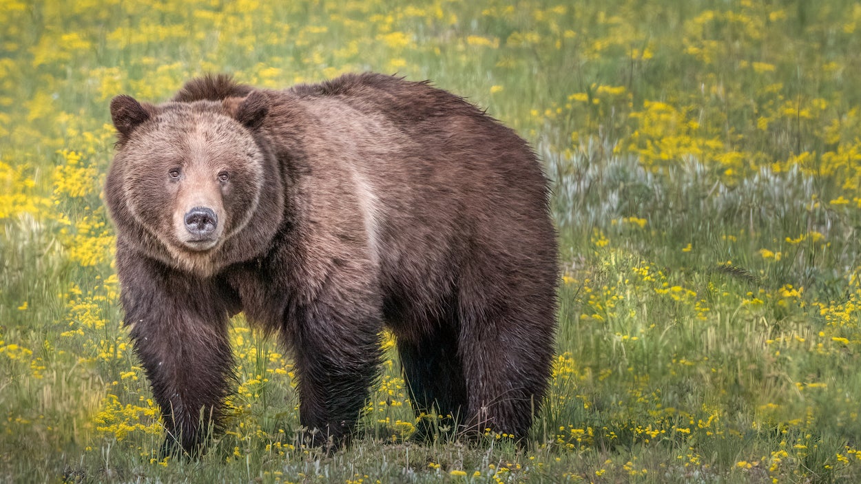 Grizzly sow walking in field, Grand Teton, Wyoming