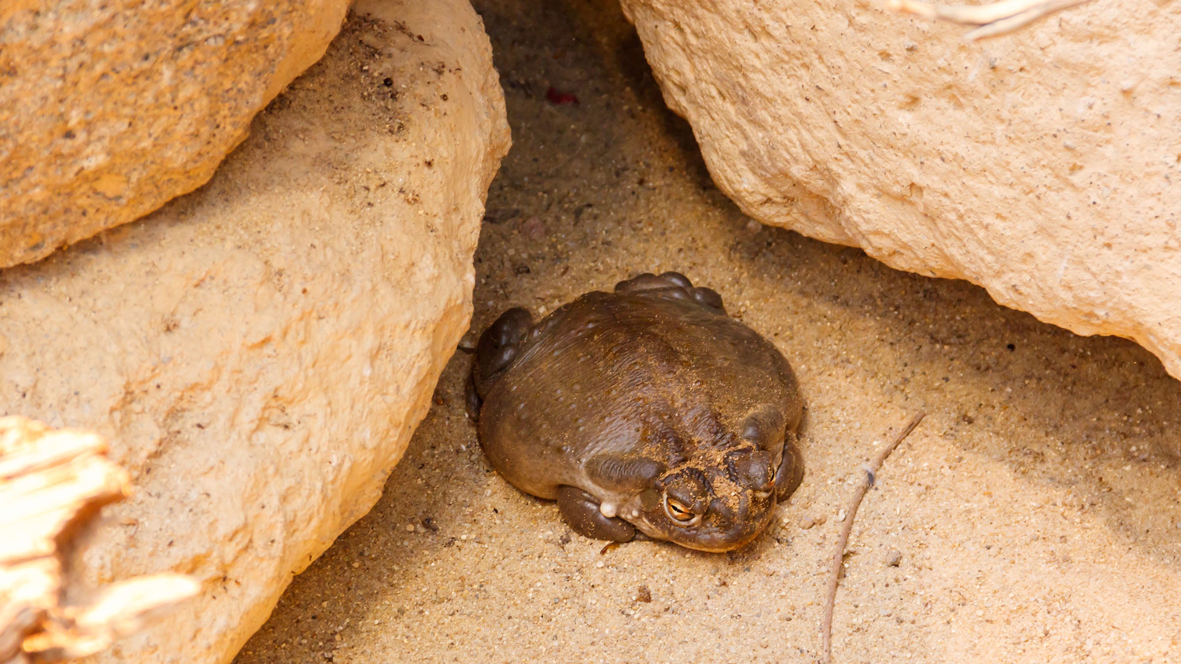 sonoran desert toad