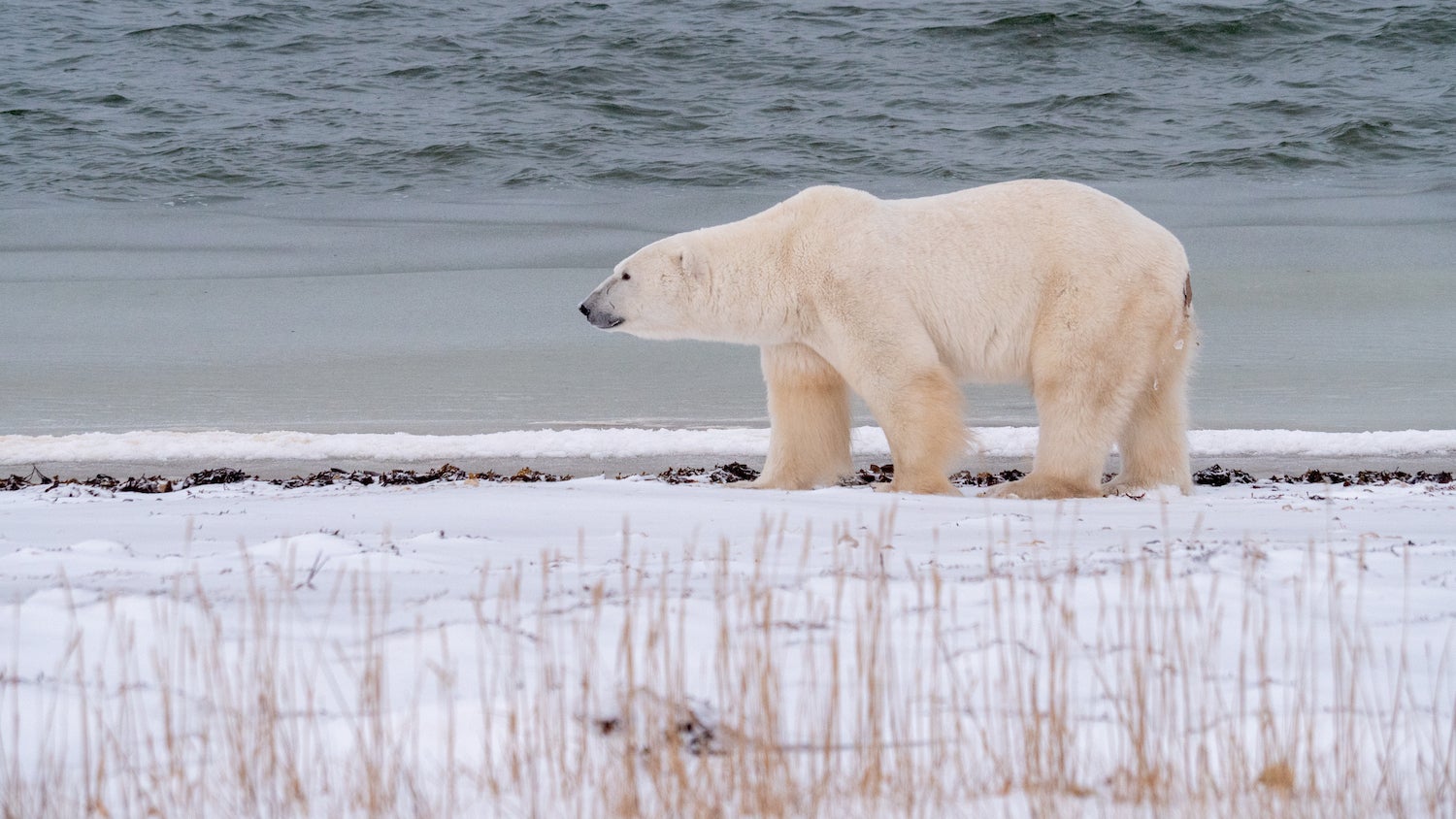 polar bear along the water