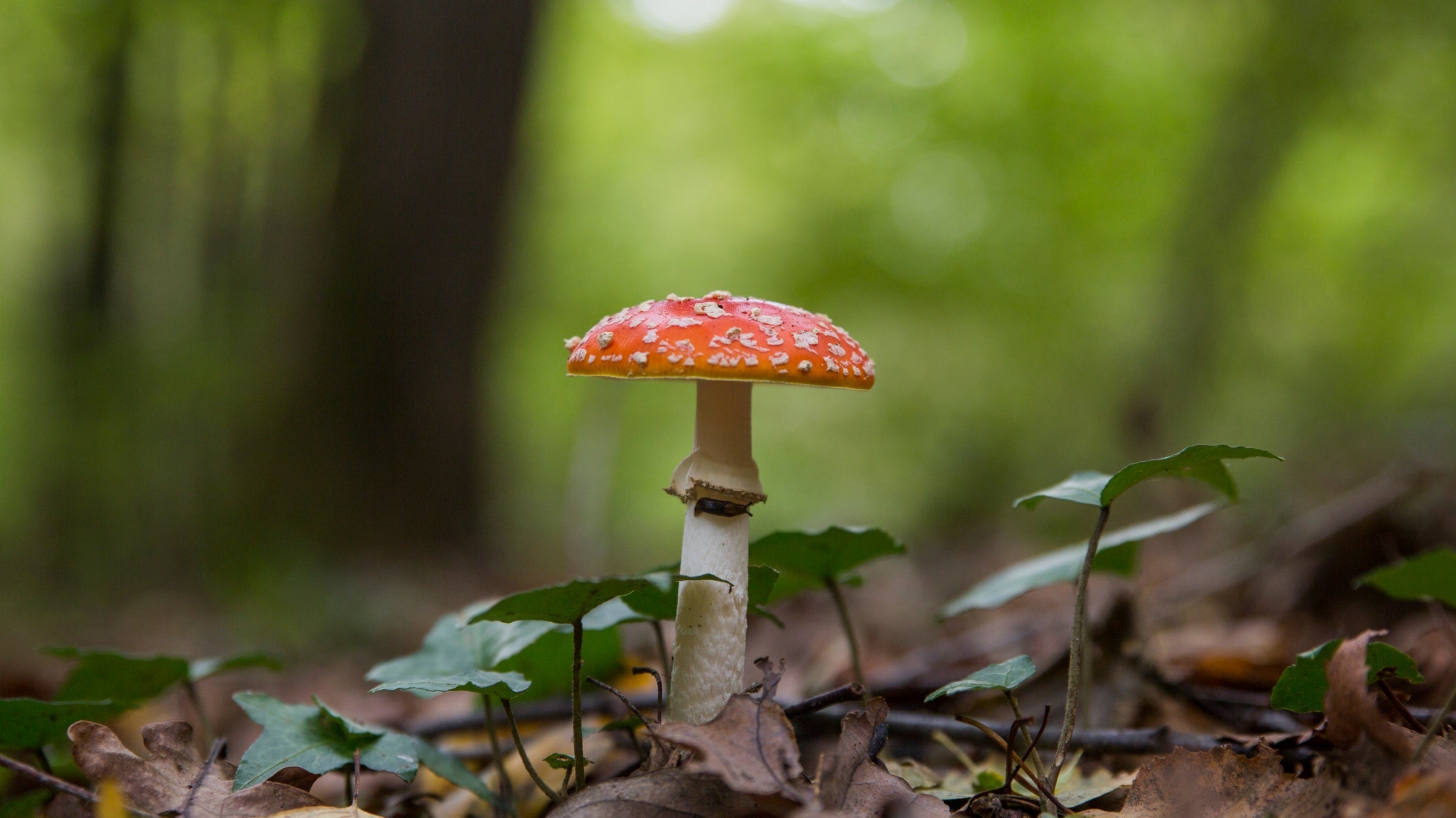 In one report from Wilderness & Environmental Medicine, a 44-year-old ingested six to ten dried fly agaric mushrooms that his friend bought from a website called IamShaman.com. He passed out half an hour later, and his heart stopped beating after about ten hours.