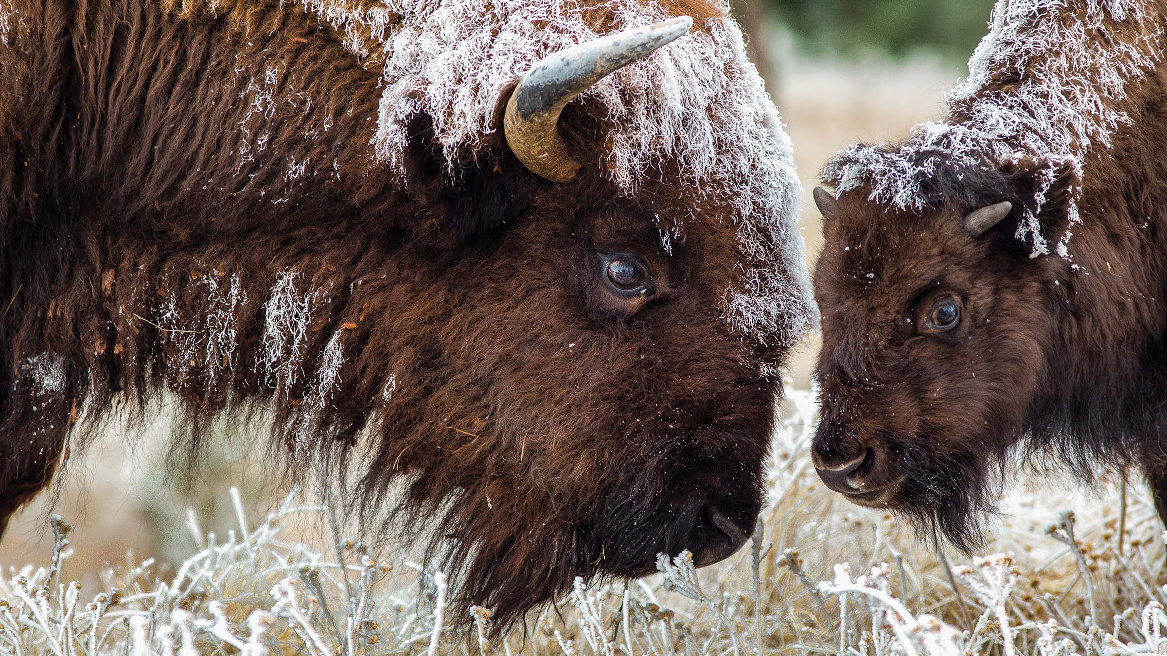 bison-and-calf-web-size