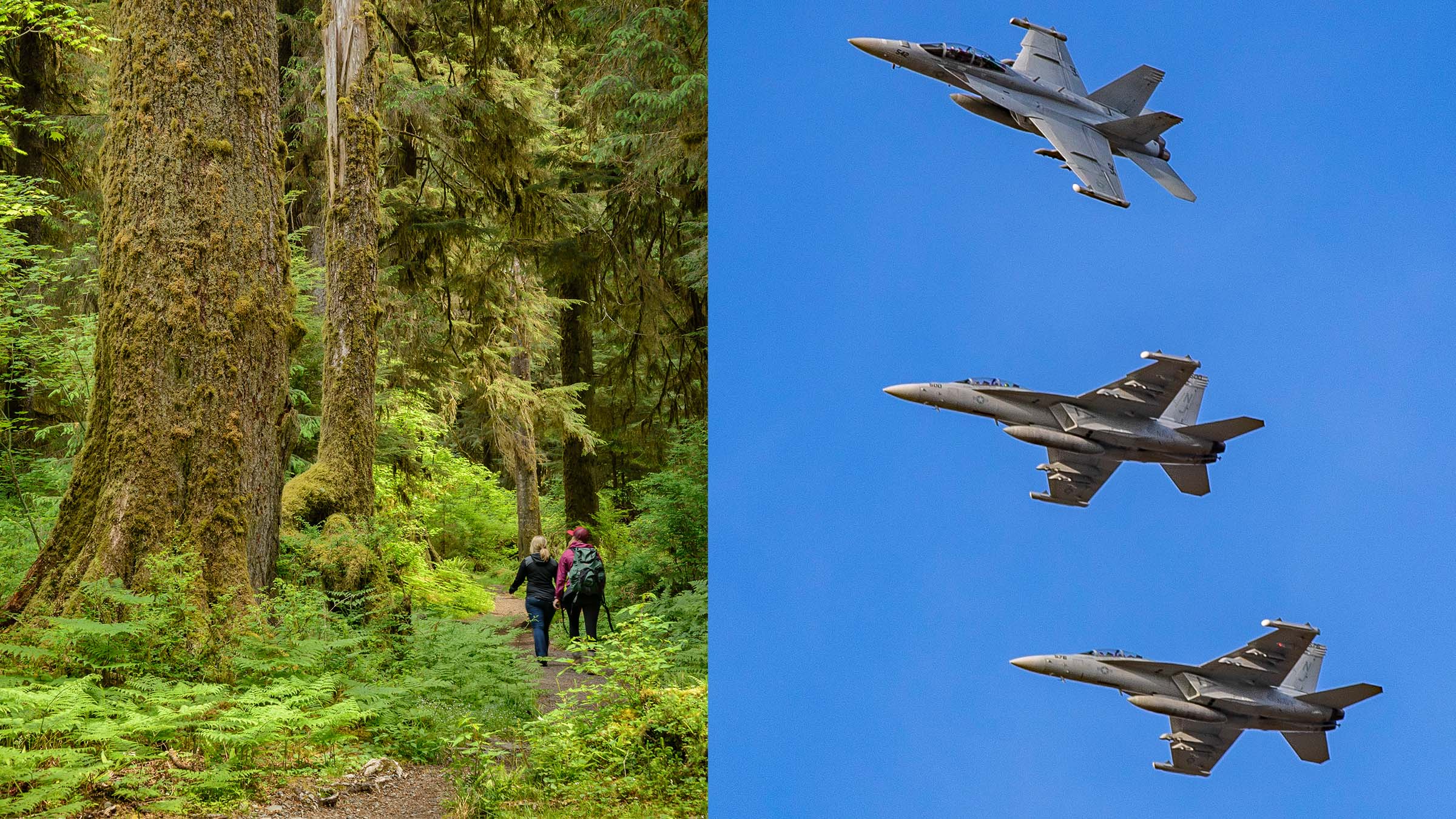 planes and forest trail