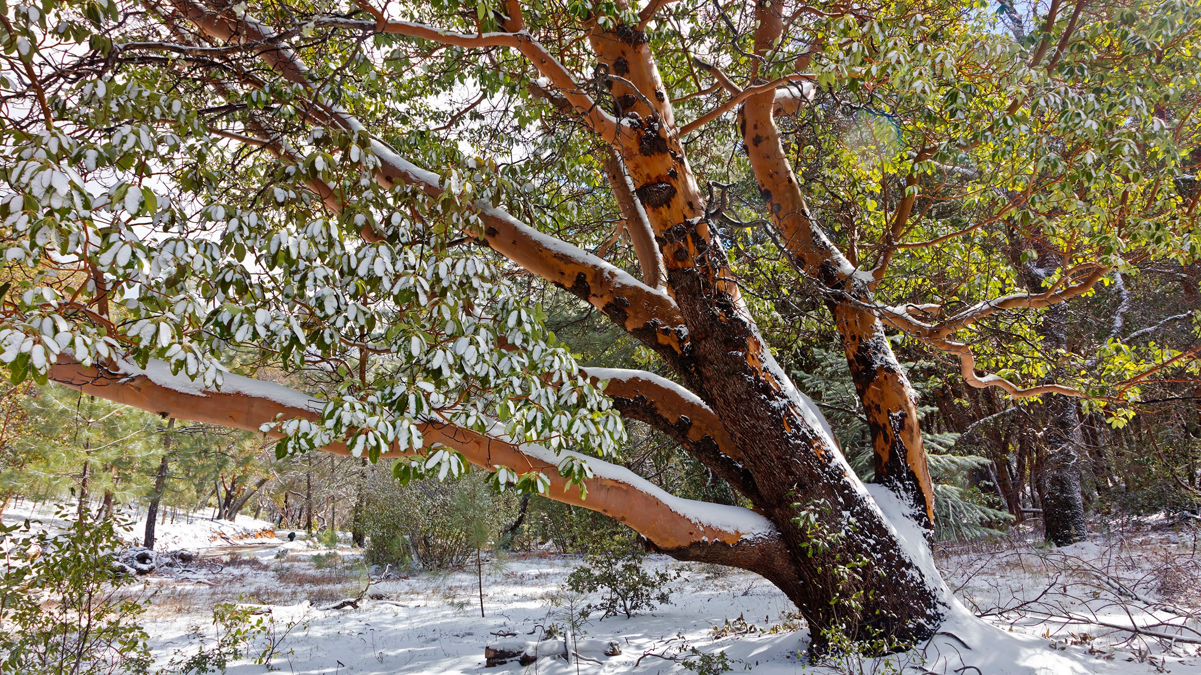 snow-covered tree