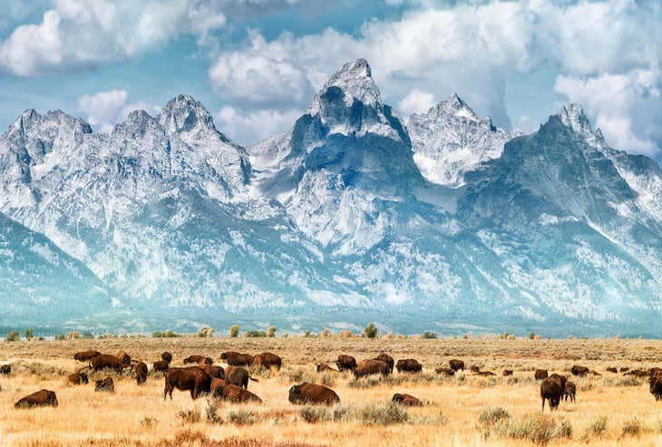 Bison on the prairie below the Grand Teton Range. Fall colors on the Grand Teton Mountain Range.