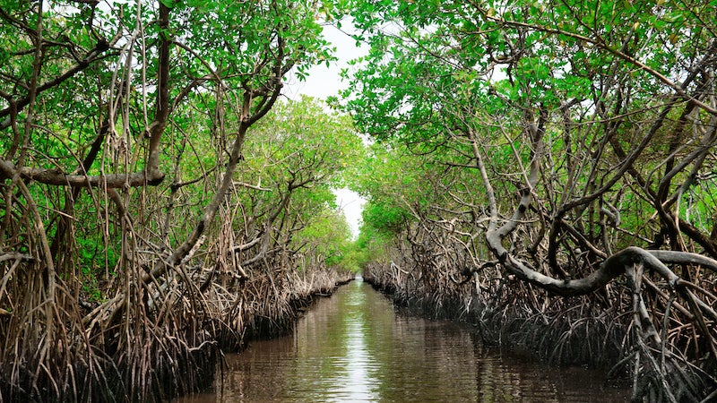 Horizontal image of a symmetrical photo of a mangrove taken from an air boat on a water canal in Everglade City, Florida. Mangroves are distinct because they are a saline woodland or shrub land along coastal environments that tolerates high levels of saline. Mangrove forests transport carbon dioxide from the air and store the carbon dioxide in greater quantities than any other types of forests. They are one the best scrubbers of carbon dioxide so environmentalists know they must be protected.They are part of the Everglades National Park system.