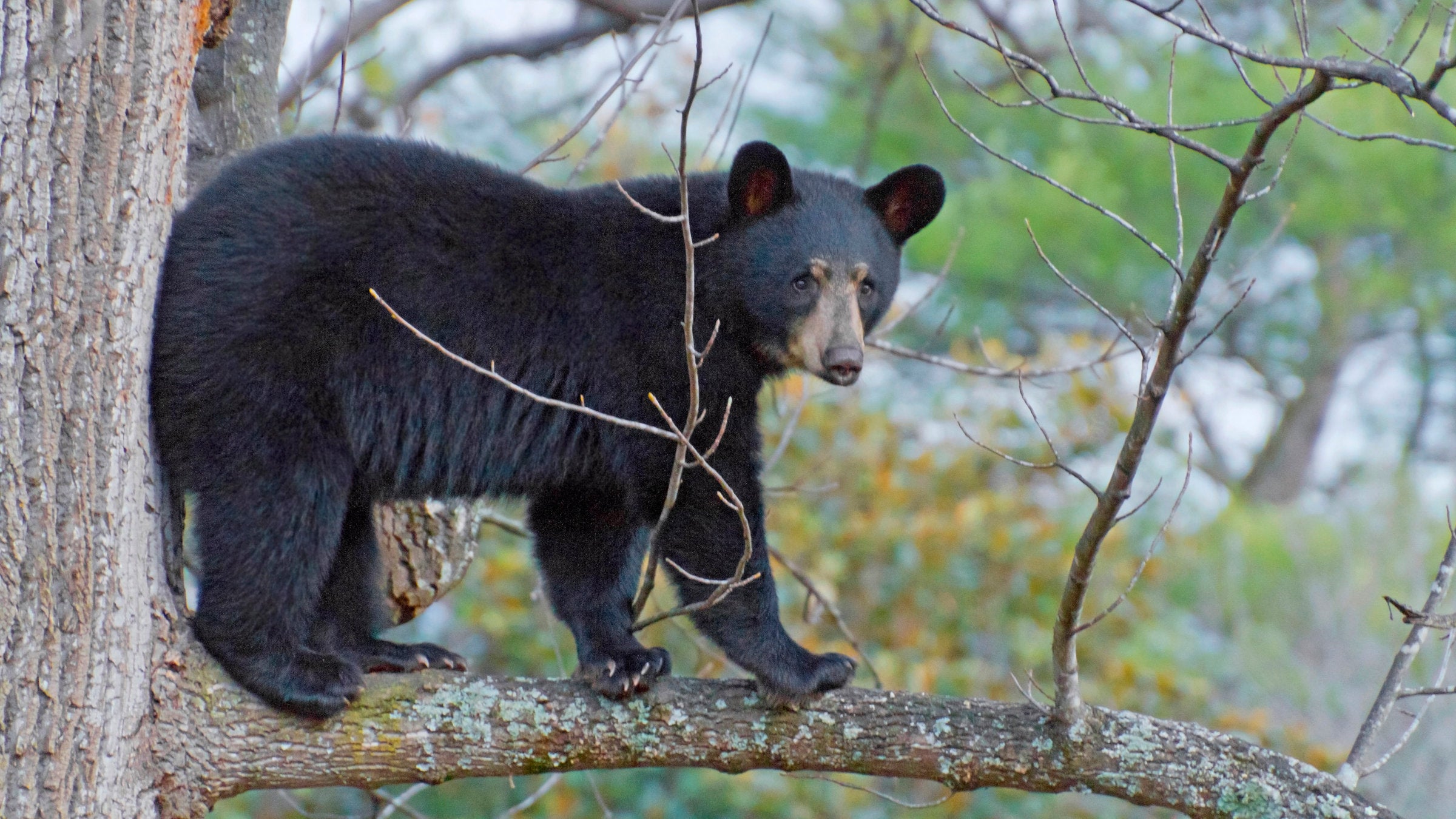 Bear in a tree