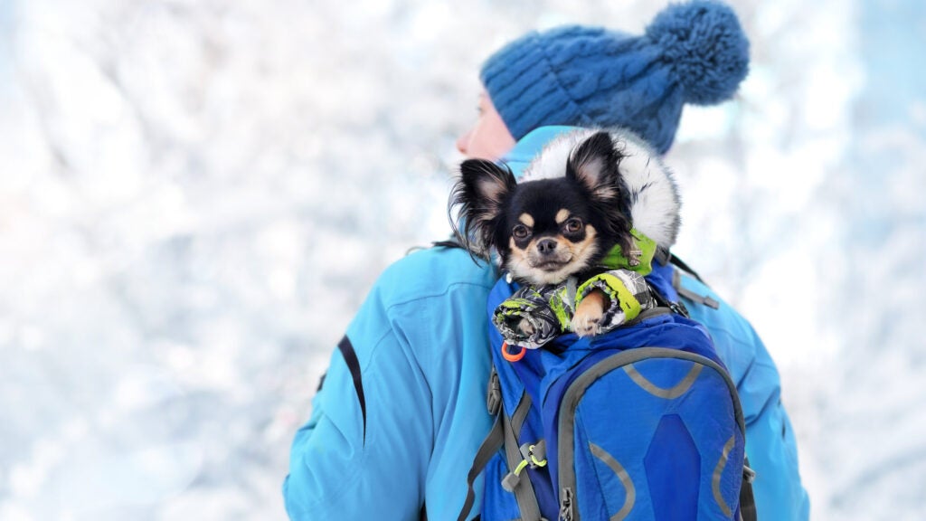 NextImg:Why Chihuahuas Are the Best Trail Dogs