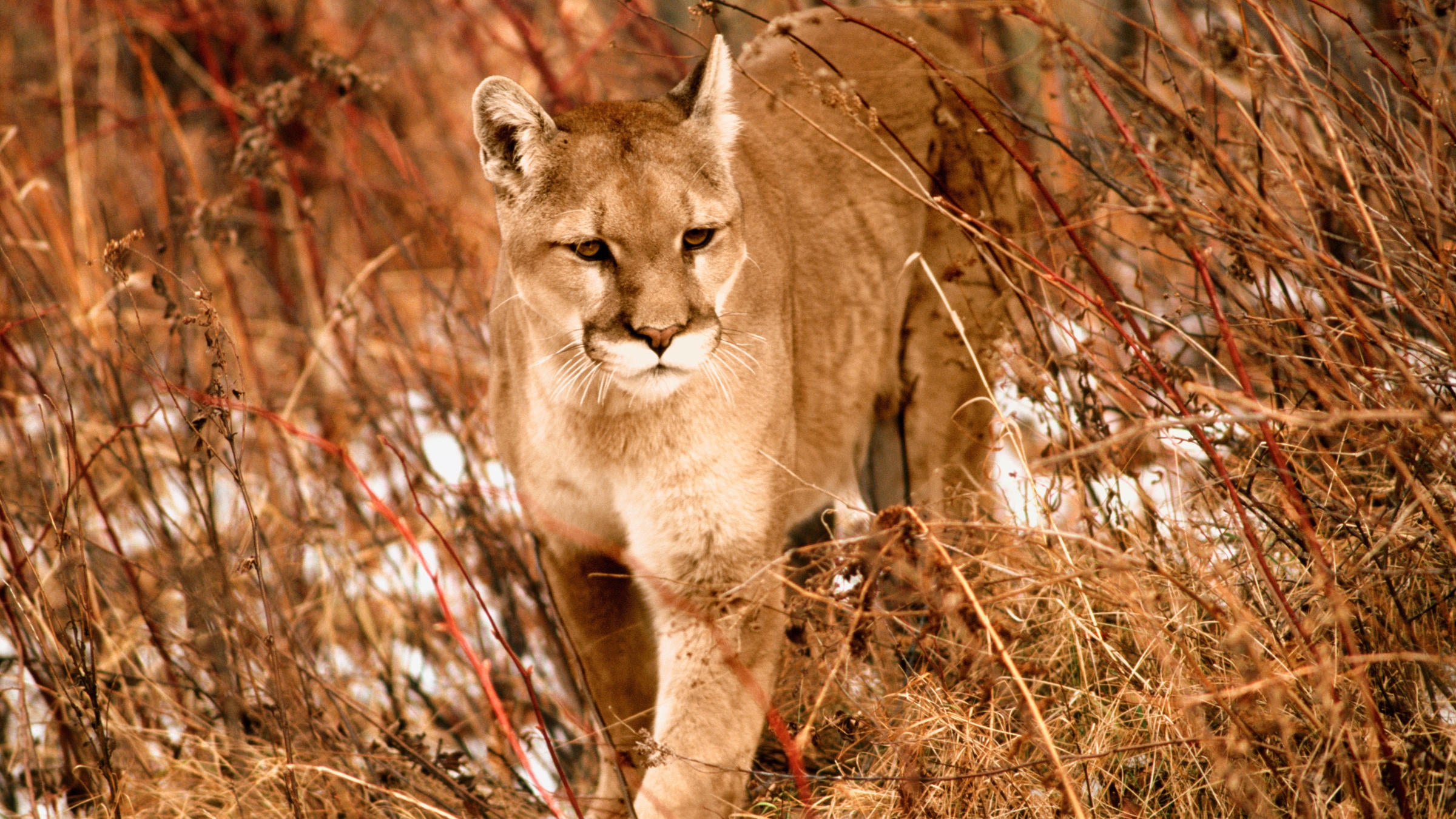 mountain lion in tall grass