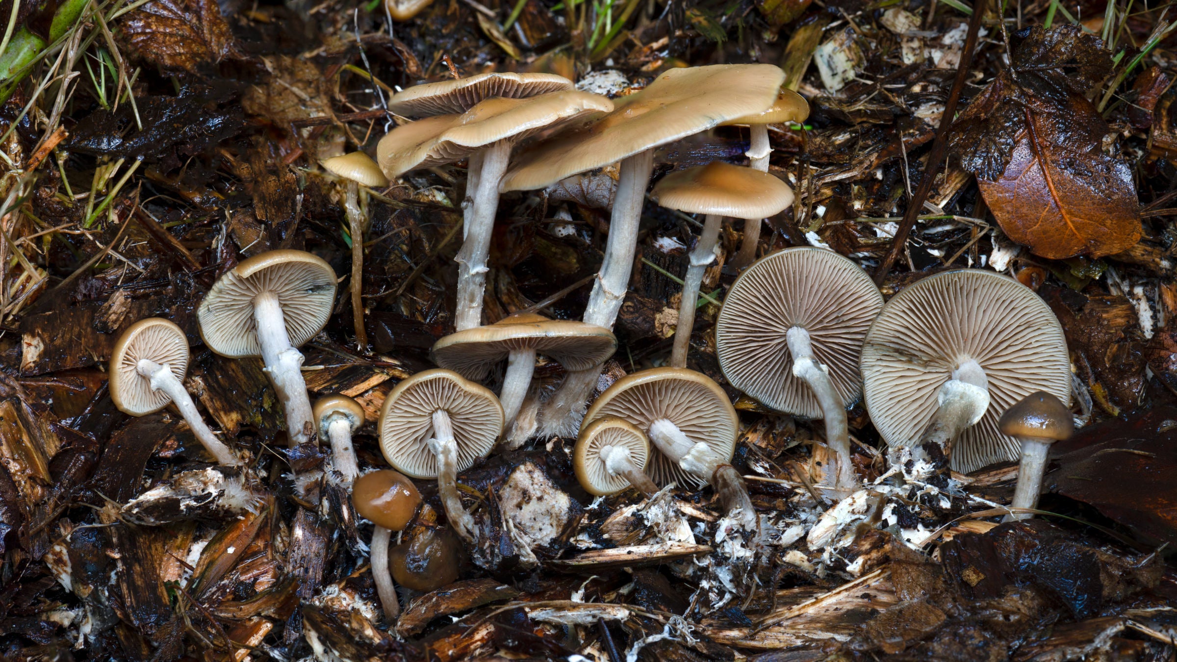 Psilocybe ovoideocystidiata from Issaquah, Washington