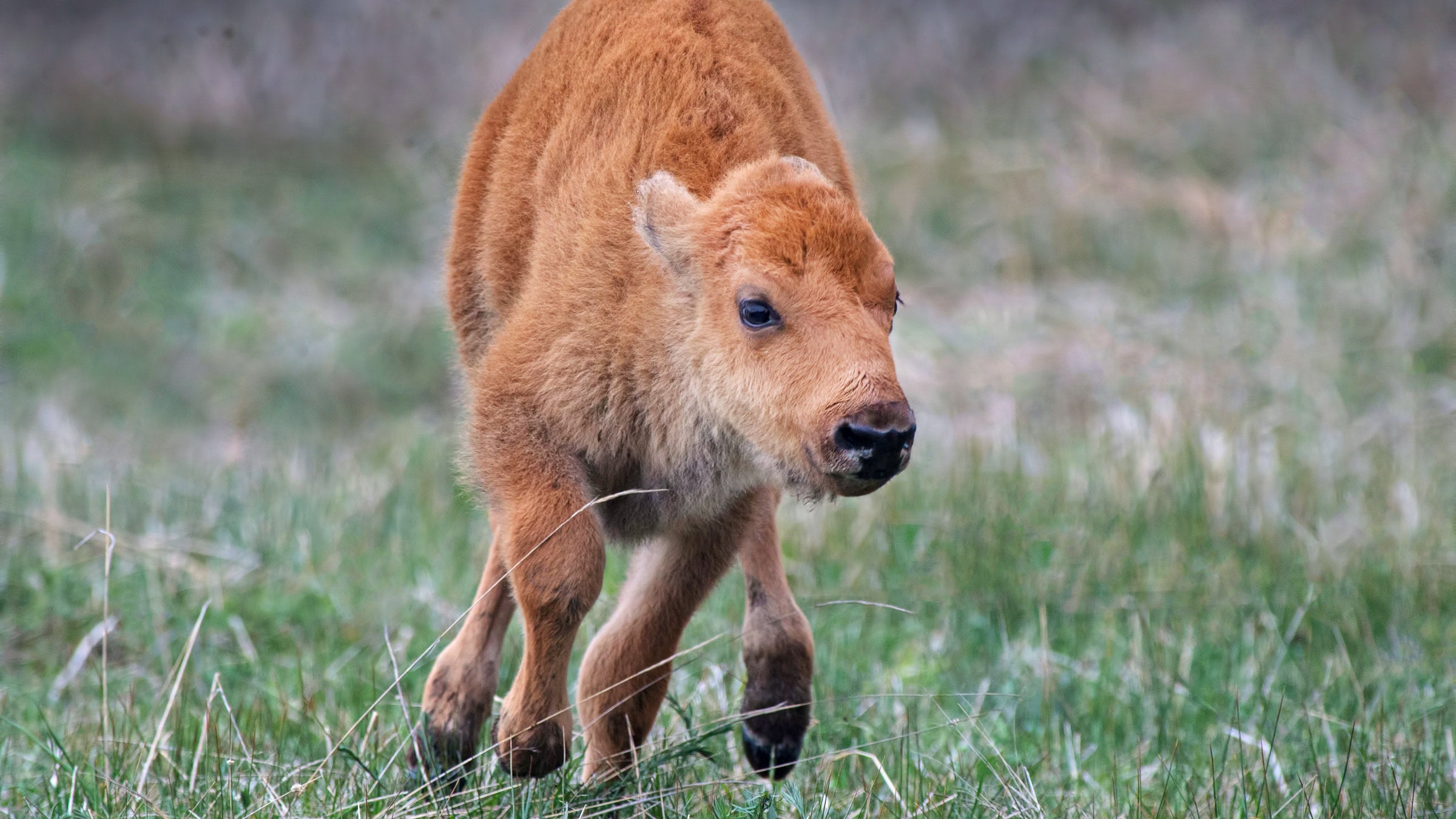 bison calf