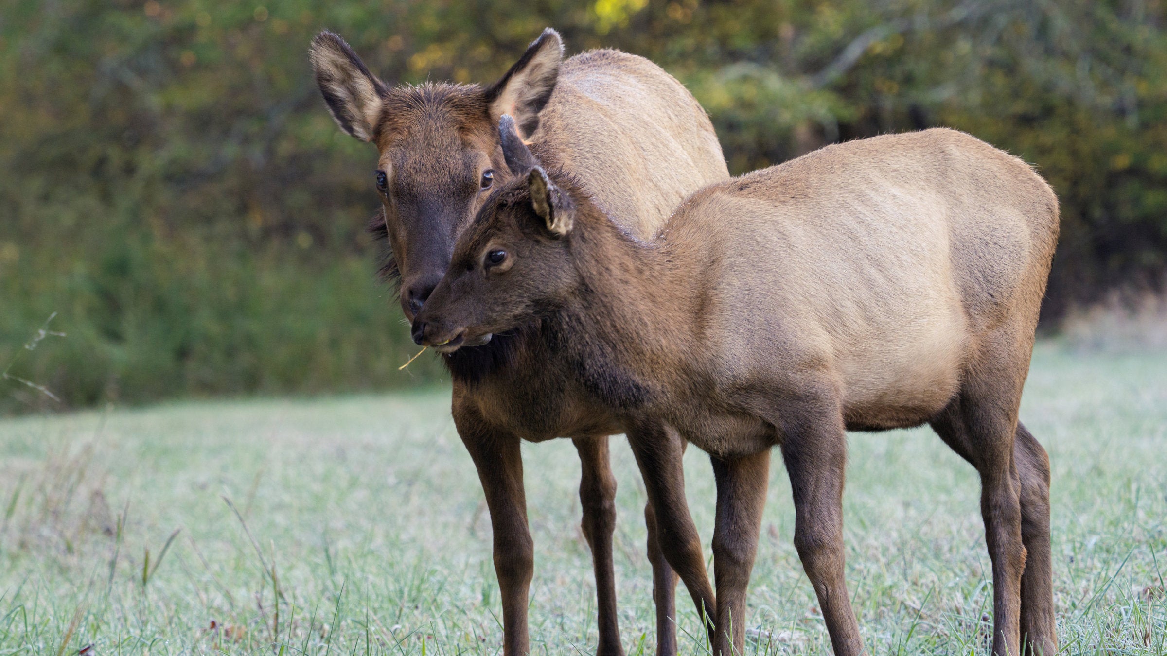 elk and calf