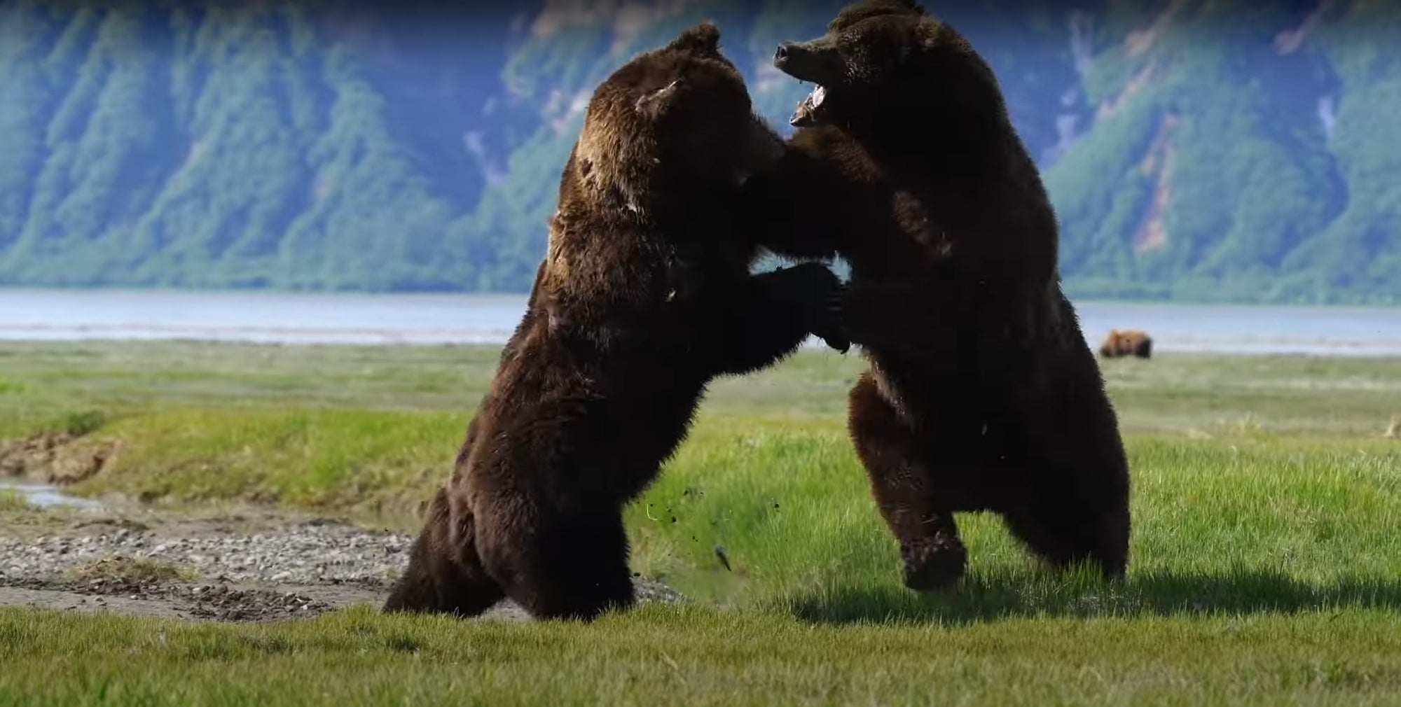 Grizzly Bears Fight in Alaska