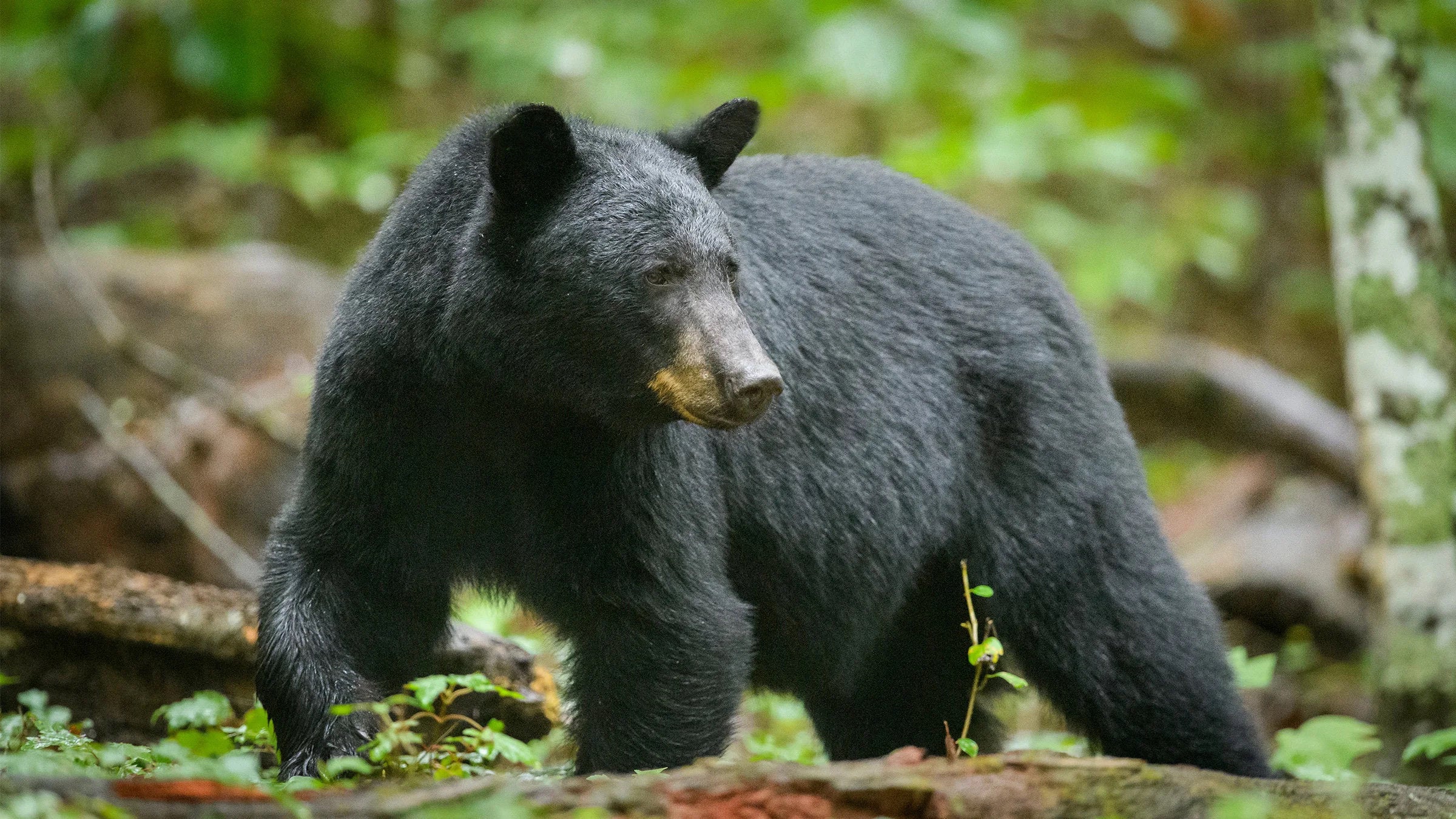 black bear in undergrowth