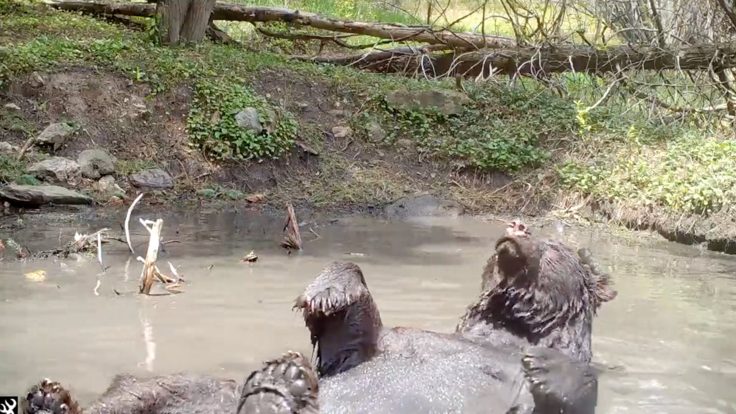 bear in mud puddle
