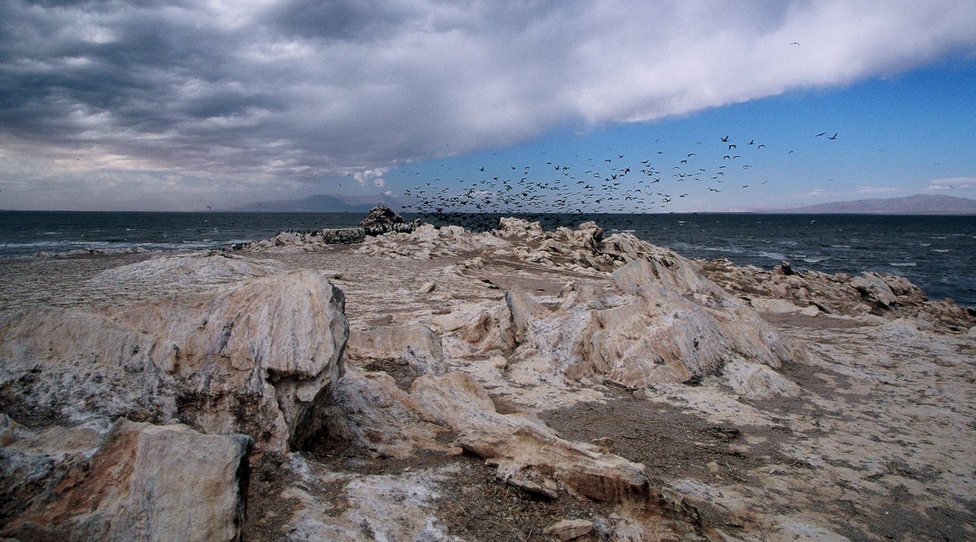birds flying over island