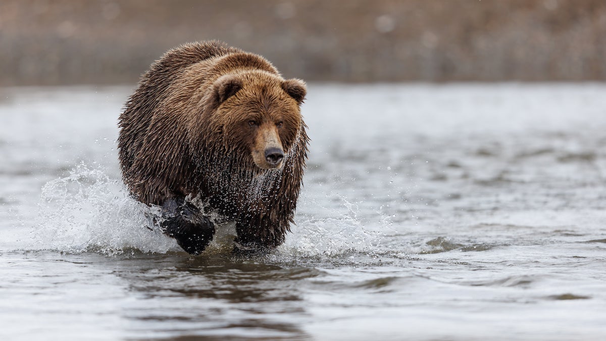 A coastal brown bear is intent on a salmon as it charges through a stream