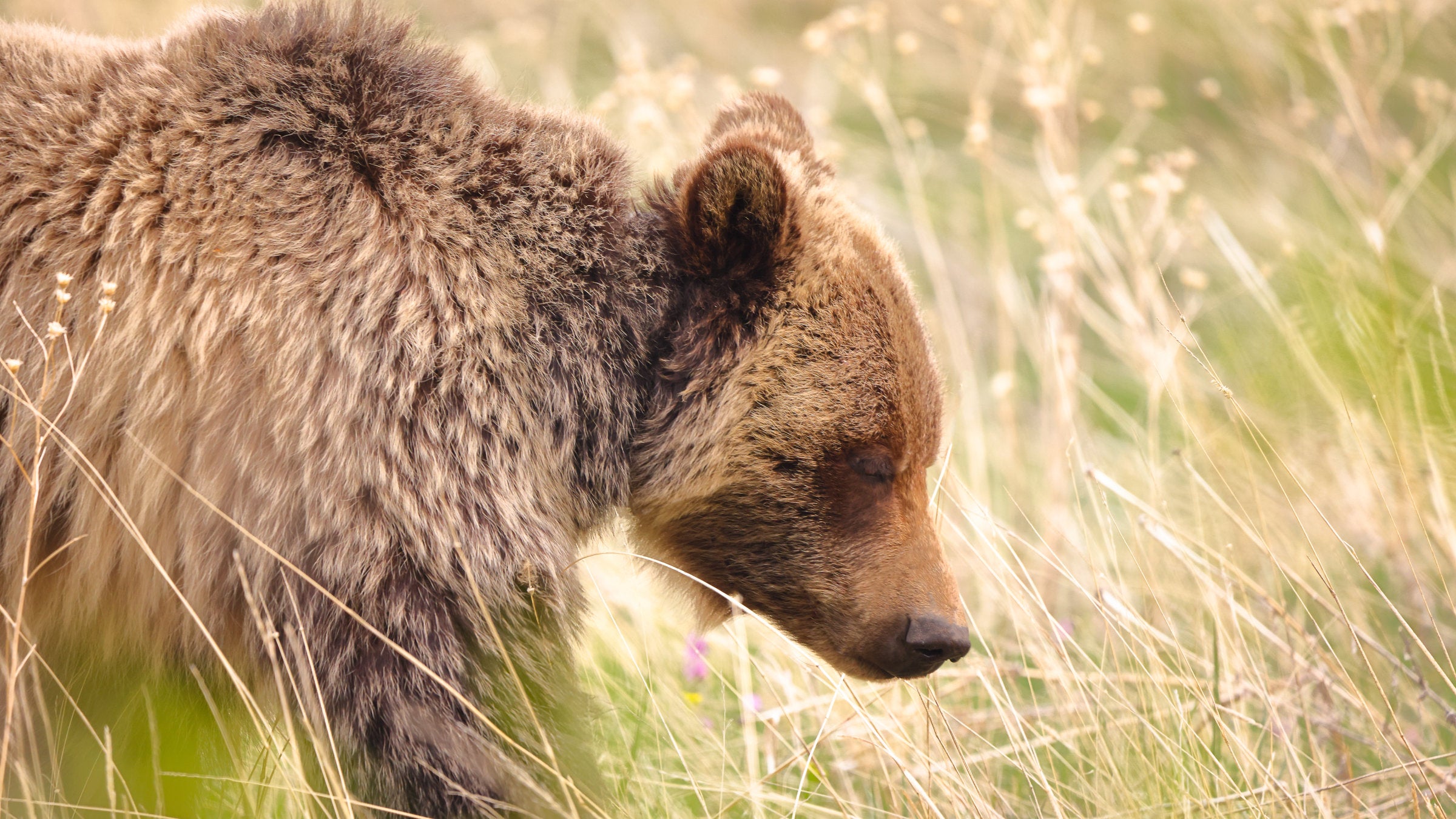grizzly in field