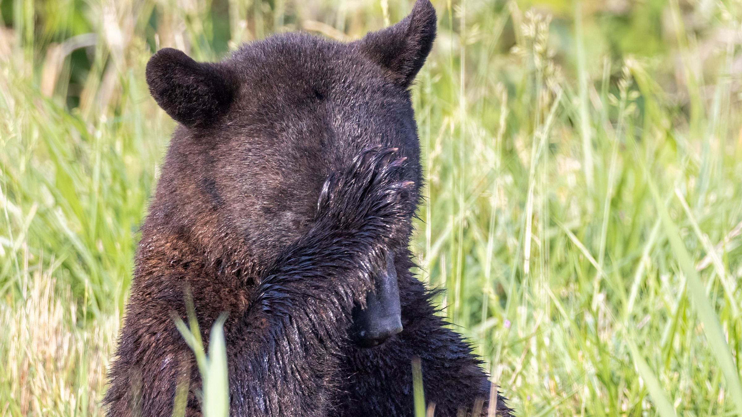 bear putting hand on head