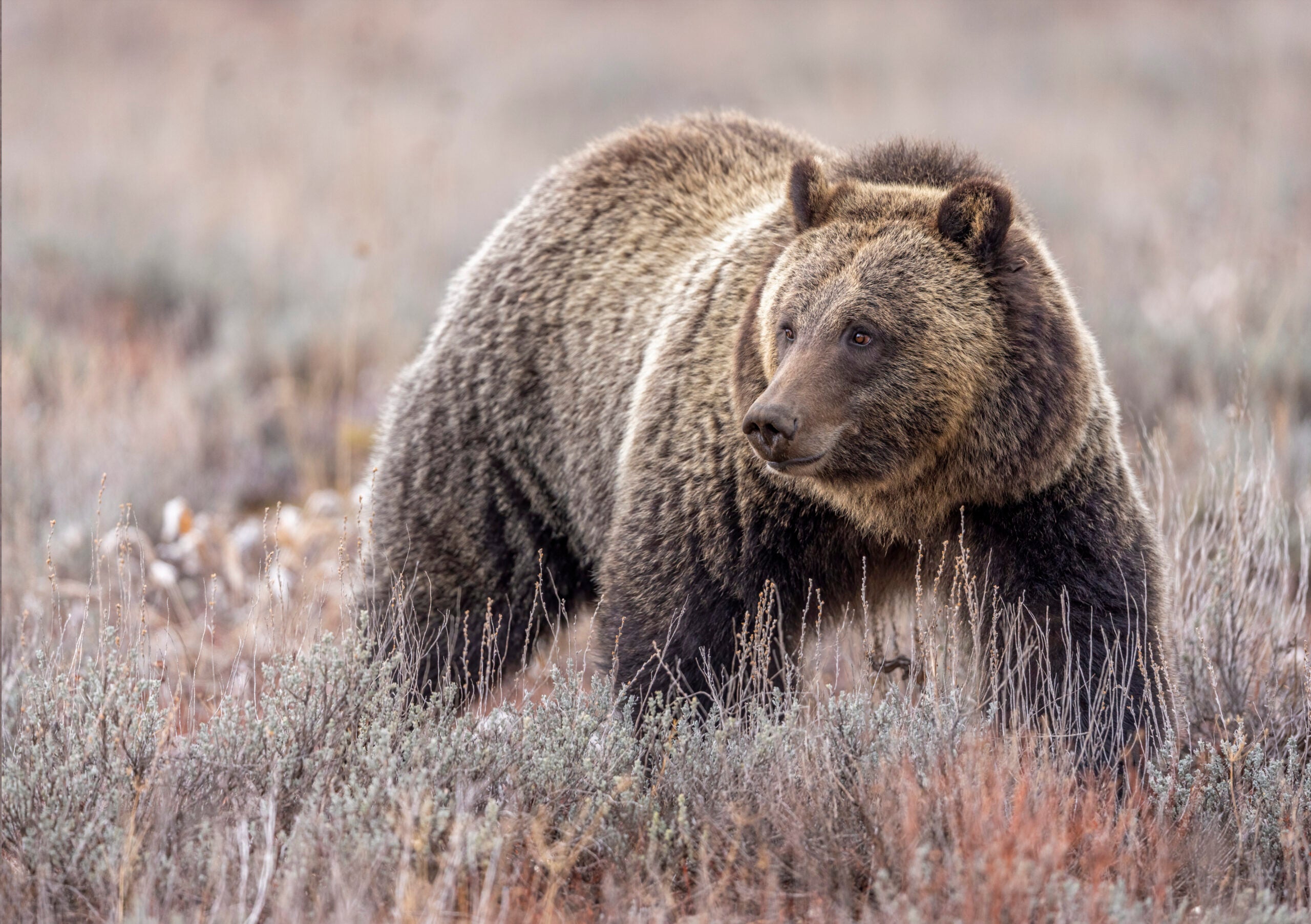 An inland Grizzly searches the field for Biscuit Root to help stave off her hunger until she finds a more substantive meal.