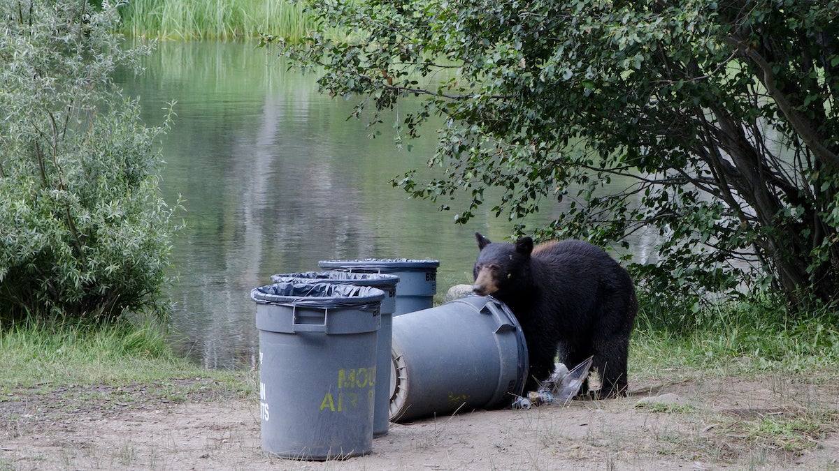 A hungry young Black bear rummaging through trash cans along the river bank looking for food.