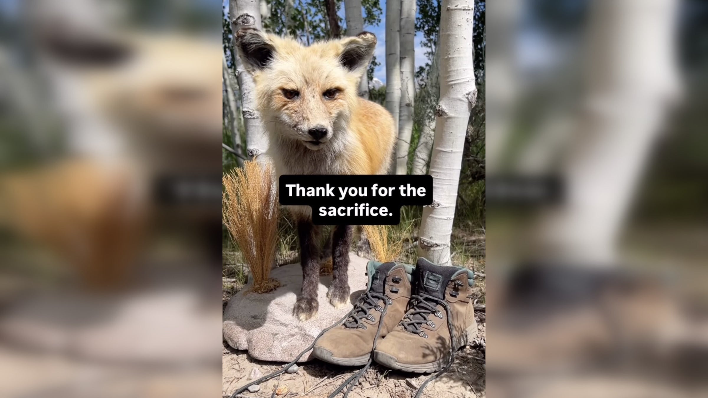 Fox with leather hiking boots