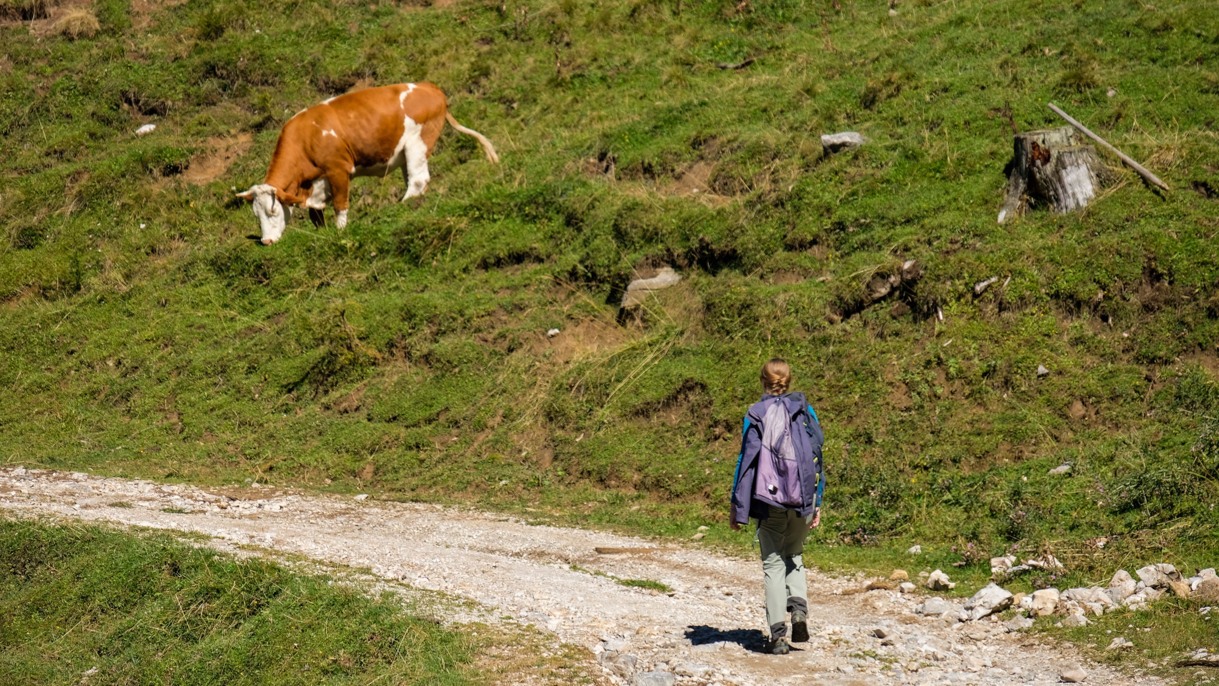 Cattle along Austrian trail
