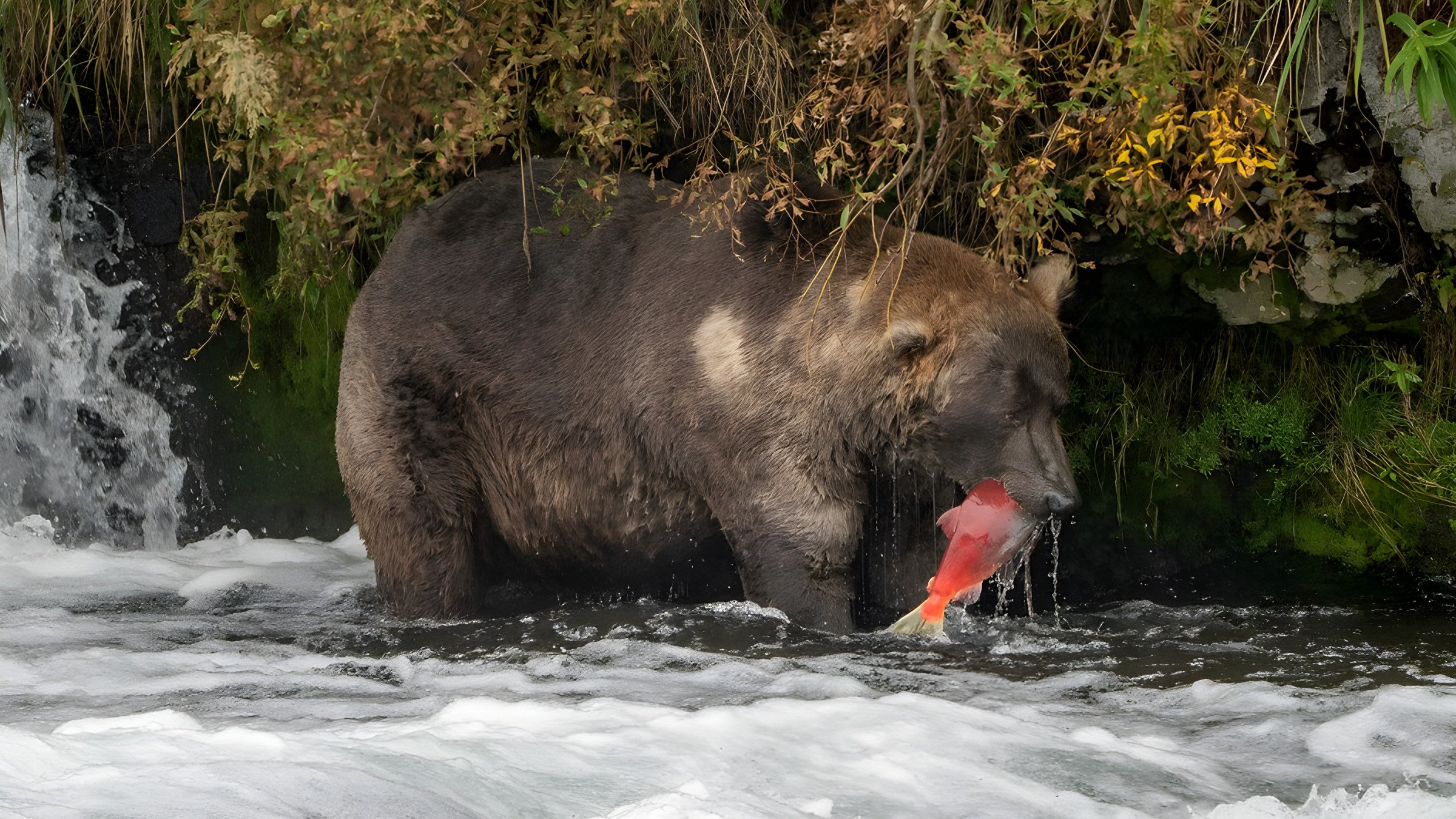 Why Is Everyone Obsessed With Fat Bear Week We Explain Otis Eating A Salmon