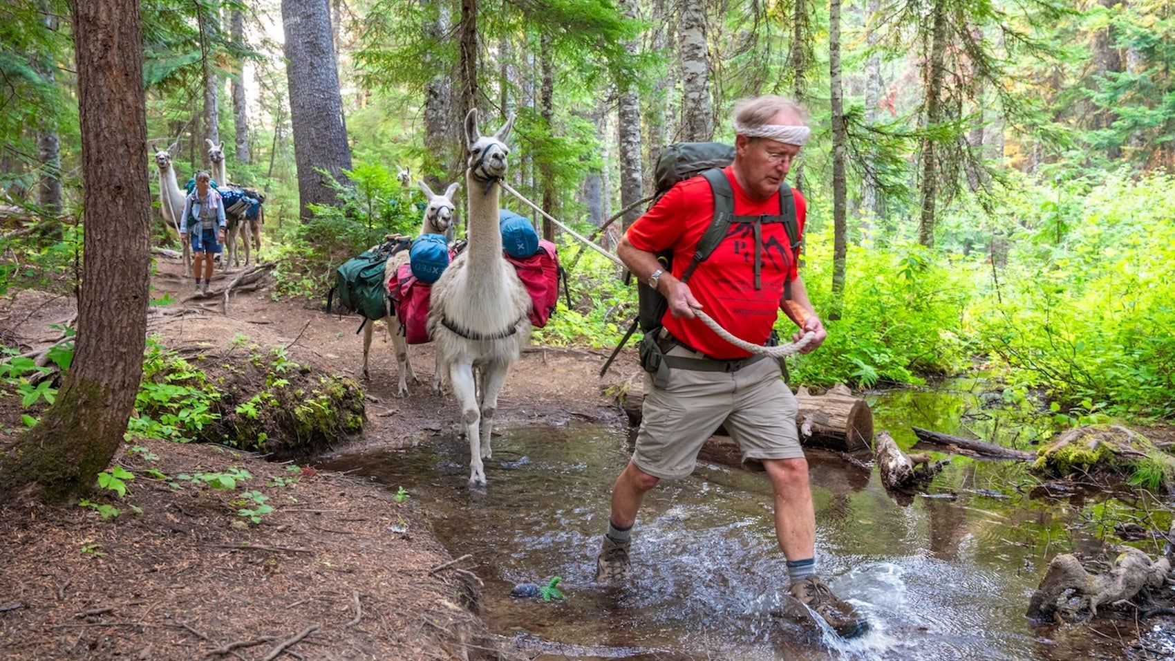 Llamas carrying the hikers' gear on the Pass2Pass trek.