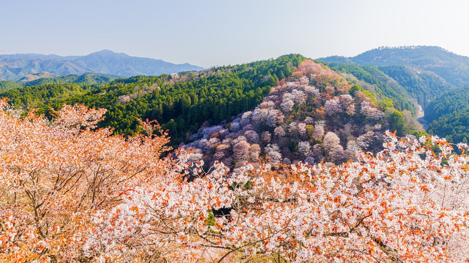 Mount Yoshino, Nara Prefecture: Cherry blossoms in full bloom